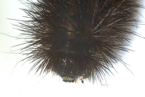 Phragmatobia fuliginosa